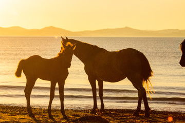 Fototapeta na wymiar Adult horses and foals graze on the seashore in the morning.