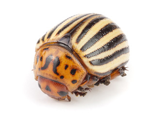 Colorado Potato Beetle isolated on white background