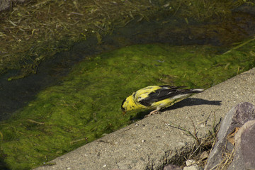 American Goldfinch (Spinus tristis) drinking water from a drainage ditch in Guthrie Center, Iowa