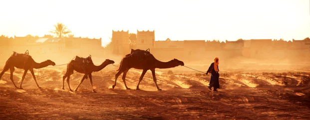 Fototapeten Karawane von Kamelen in der Wüste Sahara, Marokko © frenta