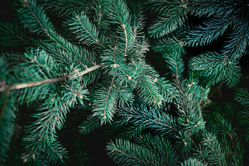 Christmas  Fir tree brunch textured Background. Fluffy pine tree brunch close up. Green spruce