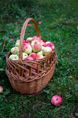 Basket with apples