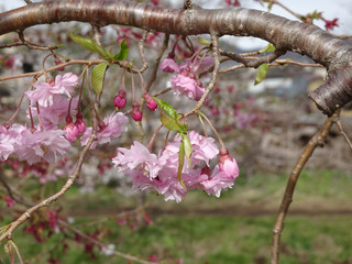 桜の花の芽吹き