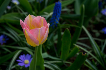 Netherlands,Lisse, a close up of a flower