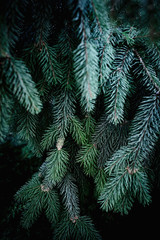 Christmas  Background with beautiful green pine tree brunch close up. Copy space..