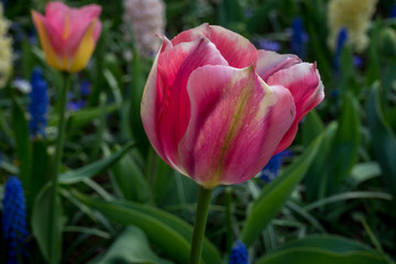 Netherlands,Lisse, a close up of a flower