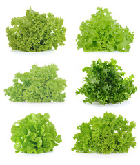 Fresh  lettuce leaves isolated on white background. © siwaporn999