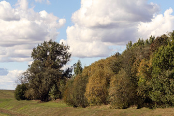 nature in autumn, yellow trees, field with withered grass and large clouds, landscape, tall trees grow long stripe,