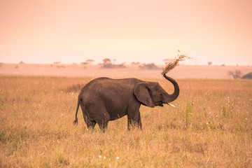 Fototapeta na wymiar Young African Baby Elephant in the savannah of Serengeti at sunset. Acacia trees on the plains in Serengeti National Park, Tanzania. Safari trip in Wildlife scene from Africa nature.