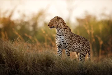Türaufkleber Leopard Weibliche Haltung des afrikanischen Leoparden im schönen Abendlicht. Erstaunlicher Leopard im Naturlebensraum. Wildlife-Szene mit gefährlichem Tier. Heißes Wetter in Afrika. Panthera pardus pardus.