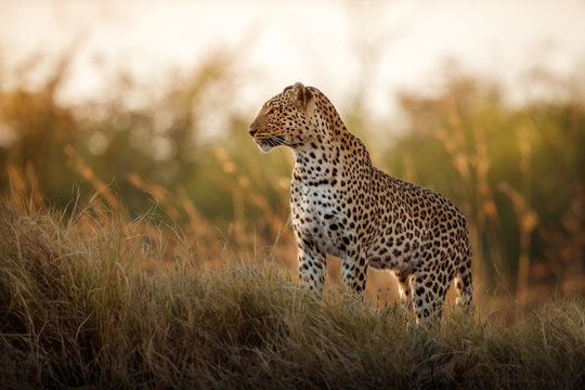 African leopard female pose in beautiful evening light. Amazing leopard in the nature habitat. Wildlife scene with dangerous beast. Hot weather in Africa. Panthera pardus pardus.