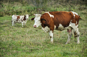 Fototapeta na wymiar Pasące się krowy