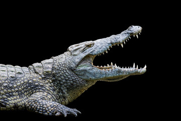 Krokodil auf schwarzem Hintergrund