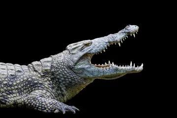 Fotobehang Krokodil Krokodil op zwarte achtergrond