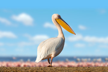 Great white pelican - obrazy, fototapety, plakaty