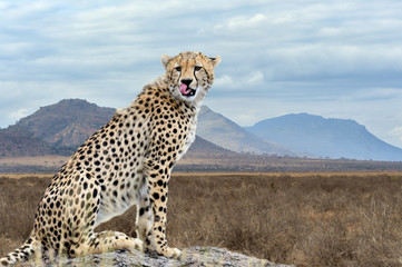 Wild african cheetah - obrazy, fototapety, plakaty