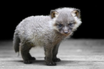 Baby silver fox