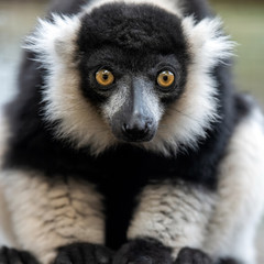 Fototapeta premium Black and white ruffed lemur portrait