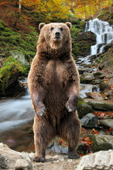 Naklejka premium Big brown bear standing on his hind legs
