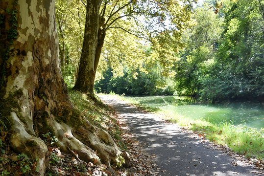 Platane Du Canal De Garonne