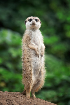 Surricate Meerkats Standing