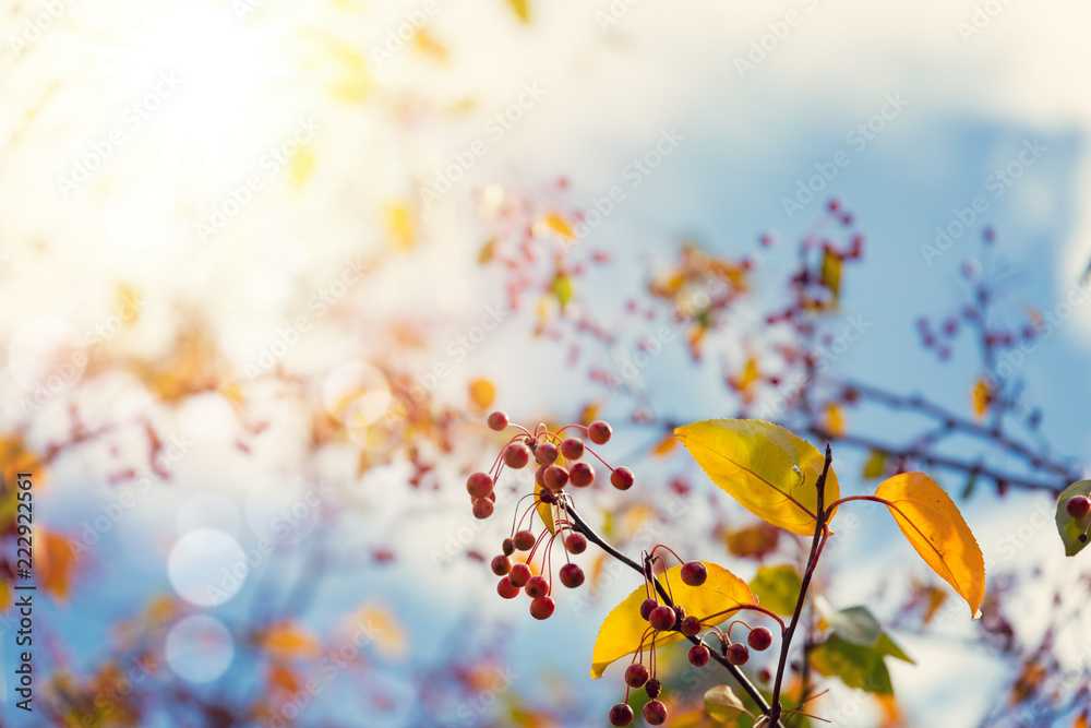 Wall mural colorful autumn tree leaves over sunny sky