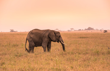 Naklejka na ściany i meble Lonely African Elephant in the savannah of Serengeti at sunset. Acacia trees on the plains in Serengeti National Park, Tanzania. Safari trip in Wildlife scene from Africa nature.