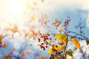 Colorful autumn tree leaves over sunny sky