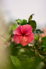 Red hibiscus