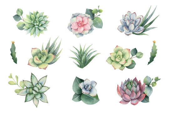 Watercolor vector set with eucalyptus leaves and succulents.