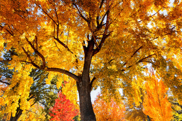 Tree with colorful autumn leaves 