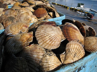 ホタテの水揚げ