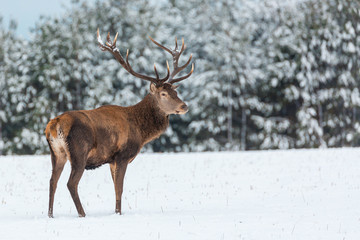 Naklejka na ściany i meble Single adult noble deer with big beautiful horns with snow near winter forest. European wildlife landscape with snow and deer with big antlers.