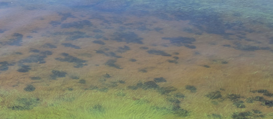 Green dirty water off the coastline of the pond.