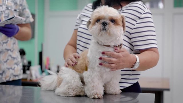 small cute shih tzu dog is sitting on a metal table in a veterinarian office, doctor is standing back and consulting