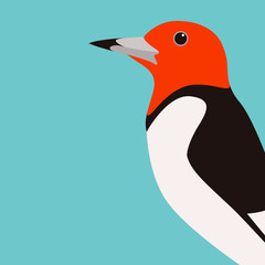 woodpecker bird  vector illustration flat style profile 