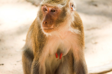 View of the monkey ball on the ground.