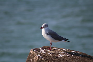 seagull