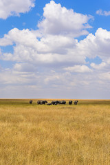 African Elephant Herd in the savannah of Serengeti at sunset. Acacia trees on the plains in Serengeti National Park, Tanzania.  Wildlife Safari trip in  Africa.