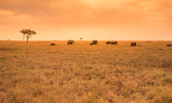 Fototapeta African Elephant Herd in the savannah of Serengeti at sunset. Acacia trees on the plains in Serengeti National Park, Tanzania.  Wildlife Safari trip in  Africa.