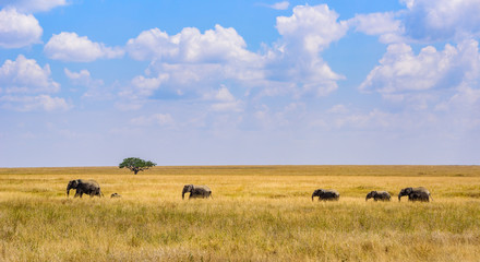 Fototapeta na wymiar African Elephant Herd in the savannah of Serengeti at sunset. Acacia trees on the plains in Serengeti National Park, Tanzania. Wildlife Safari trip in Africa.