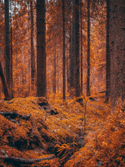 autumn forest in Siberia