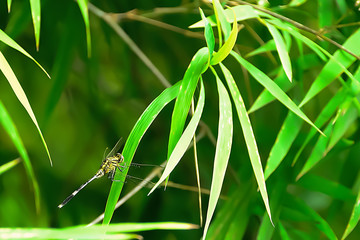 Dragonfly perched on bamboo leaves for sun.