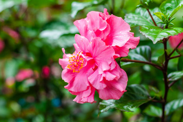 Obraz premium the drops of water on red Hibiscus after heavy rain