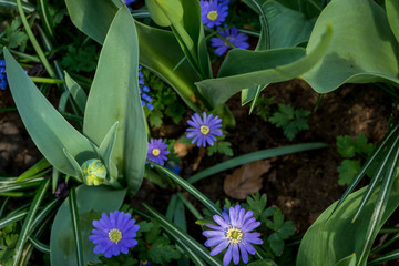 Obraz premium Netherlands,Lisse, a close up of a flower