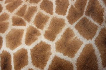 Giraffe skin texture