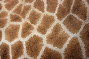 Fototapeten Textur der Giraffenhaut © Anneke