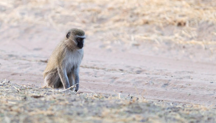 Obraz premium Vervet monkey in Botswana