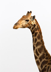 Naklejka premium Adult giraffe in Namibia