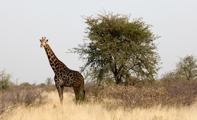 Adult giraffe in Namibia